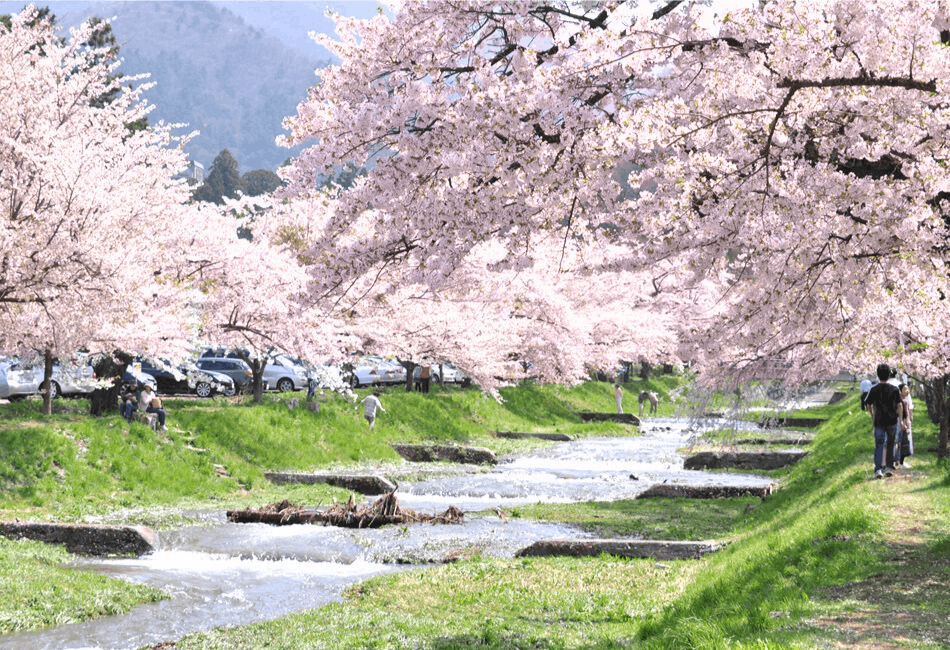 觀音寺川之櫻花林蔭道